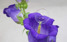 Dùng bong bóng xà phòng thụ phấn cho hoa