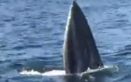 Bất ngờ thấy cá voi lưng gù săn mồi ở vịnh Cam Ranh