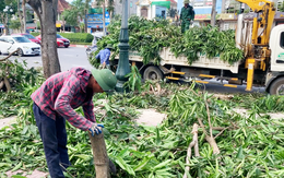 Nắng nóng, dời hàng trăm cây xanh làm mương thoát nước là ‘có bất cập’