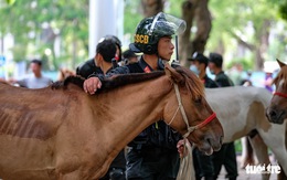 Cảnh sát kỵ binh trên thế giới đang làm những việc gì?
