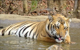 Ấn Độ phạt 'án chung thân' hổ ăn thịt người