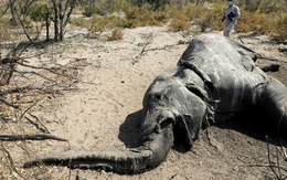 350 con voi chết bí ẩn ở nhiều tư thế - Tại sao?