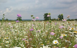 Kế hoạch 'cao tốc hoa dại' giúp bảo vệ loài thụ phấn tại Anh