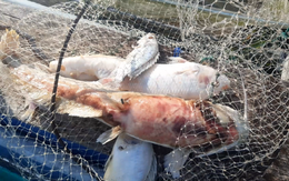 Cá nuôi hồ thủy điện Sông Tranh 2 chết do vi khuẩn, không phải ô nhiễm