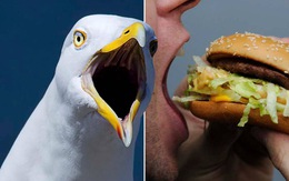 Người đàn ông cắn chim hải âu vì bị cướp bánh McDonald