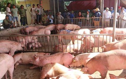 Người chăn nuôi Thái Lan đồng ý xóa khâu trung gian để hạ giá thịt lợn