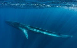 Tội nghiệp cá voi sắp chết đói vì bị cụt đuôi