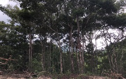 Thủ tướng yêu cầu chủ tịch tỉnh báo cáo vụ 'chuẩn bị phá rừng dầu Côn Đảo'