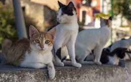 Italy cảnh báo loài mèo nuôi nhiễm virus hiếm gặp gây bệnh dại