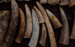 Singapore tiêu hủy 9 tấn ngà voi bằng nghiền nát và thiêu rụi
