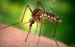 Tiểu bang Mỹ thả 750 triệu con muỗi đực biến đổi gen để diệt muỗi cái