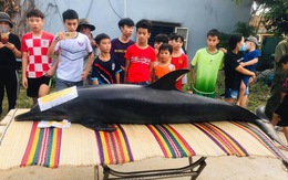 Dân làm nghi lễ chôn cất cá heo 300kg chết dạt trên sông Trường Giang