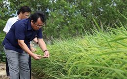 Chủ tịch Bạc Liêu gặp ông Hồ Quang Cua bàn hợp tác trồng lúa ST