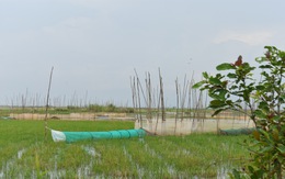 Nước lũ đã tràn đồng giáp biên giới Campuchia, chưa thấy cá tôm