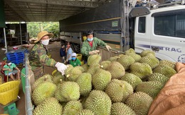 Huyện áp thuế doanh thu sầu riêng giữa mùa dịch, chủ vựa khóc ròng, dân bức xúc