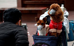 Nhật Bản: Phát hiện 2 chú chó cảnh dương tính với virus SARS-COV-2