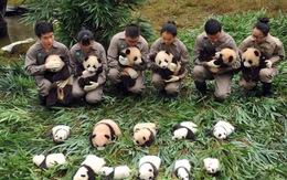 Lo cứu gấu trúc, Trung Quốc bỏ lơ loài khác