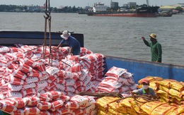 Gạo Việt rộng cửa vào châu Âu