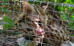 Kiểm tra vụ nghi bắt 'mèo rừng' rồi đăng Facebook rao bán