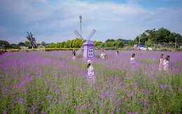 Cánh đồng hoa oải hương thảo đầu tiên tại Hà Nội hút hồn du khách