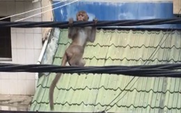 Khỉ đuôi dài ‘làm xiếc’ trên dây điện ở quận Bình Thạnh, TP.HCM