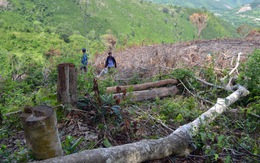 Cả dàn lãnh đạo xã bị kiểm tra dấu hiệu vi phạm trong vụ phá rừng lớn