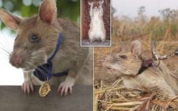 Chuột được trao huy chương vàng nhờ thành tích dò mìn