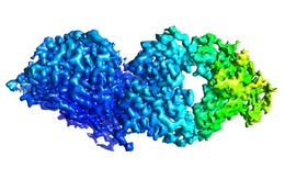 Xác định các kháng thể ngăn chặn nhiều chủng virus cúm B