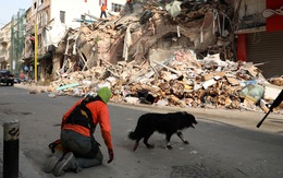 1 tháng sau vụ nổ, Lebanon phát hiện dấu hiệu sự sống dưới tòa nhà đổ nát