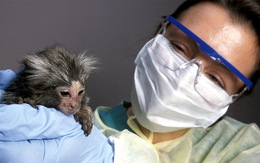 Vắc xin ngừa COVID-19 có thể ra đời chậm hơn vì… thiếu khỉ thử nghiệm