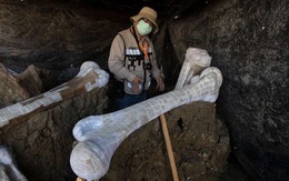 Tìm thấy hơn 200 bộ xương voi ma mút siêu khổng lồ gần nơi xây sân bay