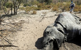 Cuộc chạy đua giải mã bí ẩn cái chết của hàng loạt con voi ở Nam Phi