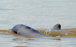 Campuchia đề cử 4 khu bảo tồn cá heo nước ngọt vào danh sách di sản