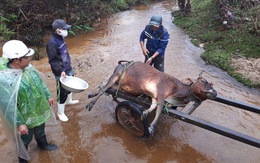 Một huyện miền Trung có hơn 900 con trâu, bò, dê chết vì giá lạnh