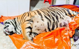 Con hổ nặng hơn 2 tạ rưỡi nghi bị chích điện, chủ nhà khai mua về nấu cao