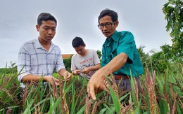 'Tôi mua muối về... bón lúa, người ta bảo tôi điên'