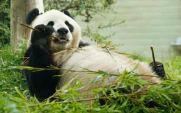Sở thú Anh tính trả gấu trúc thuê triệu đô cho Trung Quốc vì hết tiền