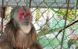 Khỉ mặt đỏ quý hiếm 'đại náo' khu dân cư