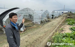 Nhà nước chặn lao động nhập cư, nông dân Hàn Quốc khốn đốn