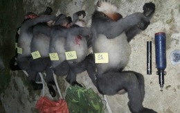 5 con voọc chà vá chân xám nằm trong sách đỏ thế giới bị bắn chết