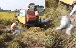 Hai người chết bên cạnh máy gặt lúa sau khi đường điện 35kV gặp sự cố