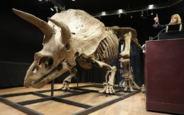 Hóa thạch xương khủng long 3 sừng bán được 7,7 triệu USD