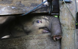 Voi con quý hiếm ở Indonesia mất nửa vòi, chết vì bẫy thú