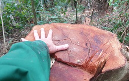 3 án kỷ luật liên quan đến vụ gỗ quý ngã rạp giữa rừng già