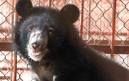 National Geographic: 'Công nghiệp mật gấu' ở Việt Nam đang lụi tàn