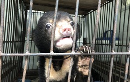 Nuôi nhốt gấu con trái phép ở Lai Châu: Mỗi người nhận án 1 năm tù