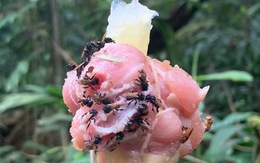Xuất hiện 'ong kền kền' không ăn phấn hoa mà ăn thịt thối rữa