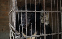 Cứu hộ con gấu cuối cùng bị nuôi nhốt tại Sơn La