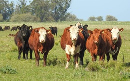 Ngành bò thịt Argentina tìm giải pháp 'khai thông' xuất khẩu