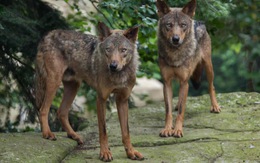 Vườn thú Pháp đóng cửa vì bầy sói 'xổng chuồng'